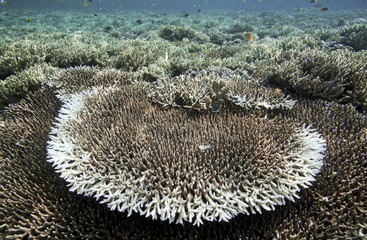Naklejka na ściany i meble Coral reef underwater view in Raja Ampat, West Papua, Indonesia