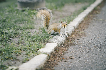 Cute grey squirrel in the park