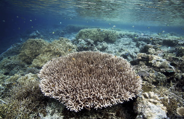 Naklejka na ściany i meble Coral reef underwater view in Raja Ampat, West Papua, Indonesia