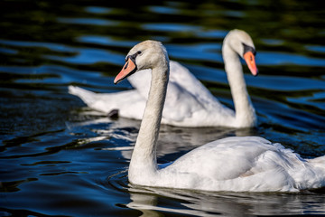 Park Mezhyhirya - private residence of ex-president Victor Yanukovich