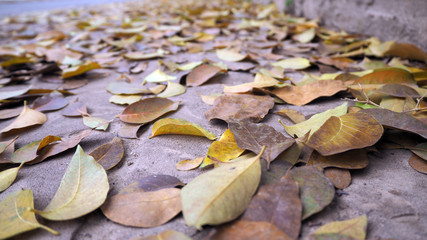 Dry leaves on pedestrian walkways. Dry leaves on the pavement in autumn park.