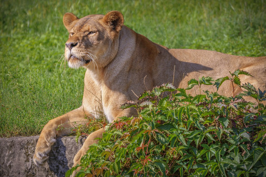 A Bored Lion