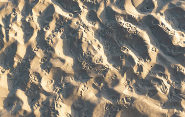 Möwenspuren im Sand