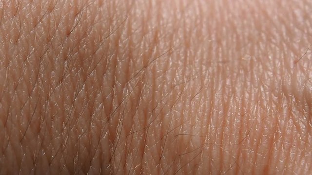 Human skin with hairs. Close view of the growth of the hair. 
