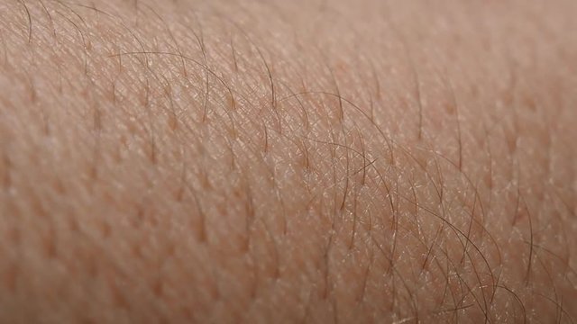 Skin of a man with hair. Close view of the growth of the hair.  
