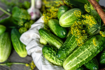 Organic vegetables. Fresh cucumbers for gherkin, pickles or marinated cucumbers. Pickling preparation or seasonal preservation for winter.
