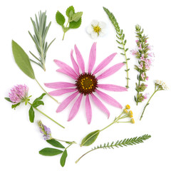 Healing herbs on a white background. Meadow. Medicinal plants and flowers bouquet of echinacea, clover, yarrow, hyssop, sage, alfalfa, lavender, lemon balm, strawberry.