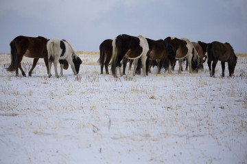 wild horse eating on the winter field.