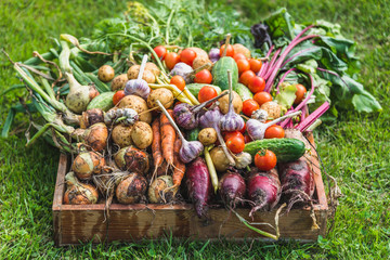 Bio vegetable box, freshly harvested vegetables in organic garden - local farming concept - obrazy, fototapety, plakaty