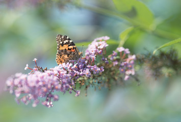 Papillon sur fleur
