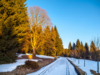 Late winter cross country skiing tracks. Rest of snow on sunny evening near Kristianov village,...