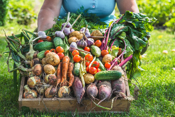 Woman with a vegetable box, assortment of freshly harvested vegetables from the garden or organic farm, healthy food concept - obrazy, fototapety, plakaty