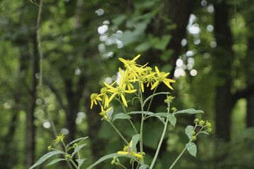 Yellow Flowers in a Forest