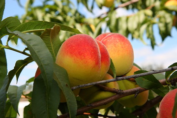 Beautiful mature peaches