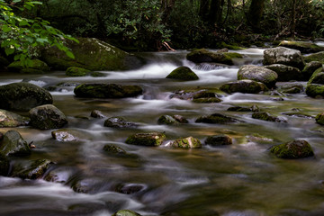 Fototapeta premium The Rapids