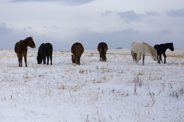 wild horse on the winter field.