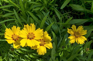 Yellow with red core Coreopsis or Tickseed flower  blooming in a garden, district Drujba, Sofia, Bulgaria