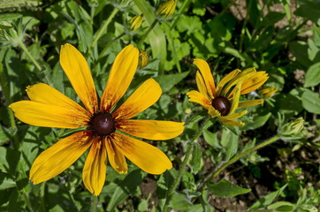 Rudbeckia or rudbekia fulgida, Goldstrum, yellow coneflower blooming in summertime, district Drujba, Sofia, Bulgaria 