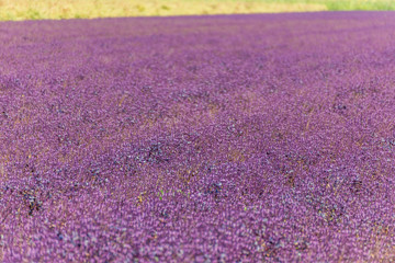 purple ericaceae cultivated fields