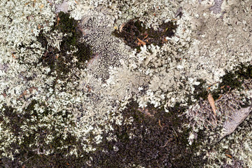 Horizontal view from above on colored brown and white perennial natural moss