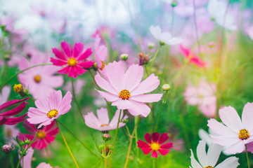 Colorful bright cosmos flowers, beautiful background