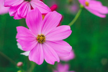 Colorful bright cosmos flowers, beautiful background