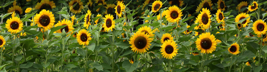 sunflowers panorama