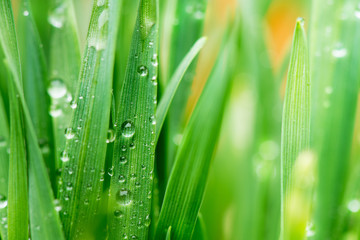Fototapeta na wymiar Detail of drops of water on the grass