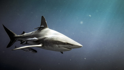 Fototapeta premium Rekin czarnopłetwy Oceanc (Carcharhinus limbatus) i ryby remora pod wodą w Natal, RPA