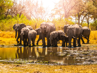 Herd of african elephants at waterhole. Chobe National Park, Okavango Region, Botswana, Africa.