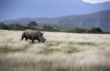 Crédence de cuisine en verre imprimé Rhinocéros Rhinocéros noir (Diceros bicornis) avec des cornes enlevées pour se protéger du braconnage