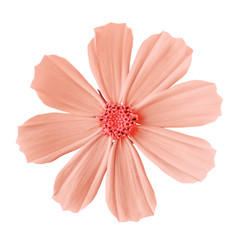 flower coral pink cosmos (mexican aster), isolated on a white  background. Close-up. Element of...