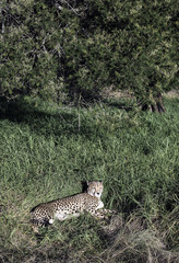 A cheetah (Acinonyx jubatus) resting in lush green grass in South Africa