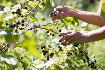 Hand of woman picking black currant in garden