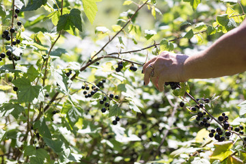 Fototapeta na wymiar Hand of woman picking black currant in garden