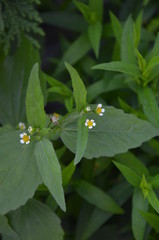 Kwiaty polne © Helena