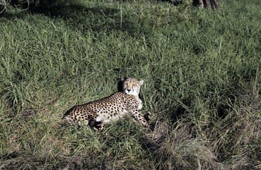A cheetah (Acinonyx jubatus) resting in lush green grass in South Africa