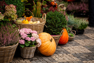 Décoration d& 39 automne avec des citrouilles et des fleurs dans un magasin de fleurs dans une rue d& 39 une ville européenne
