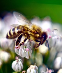 biene auf blüten