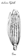 Hand Drawn of Autumn Sweet Corn or Maize