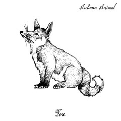 Hand Drawn of Autumn Fox on White Background
