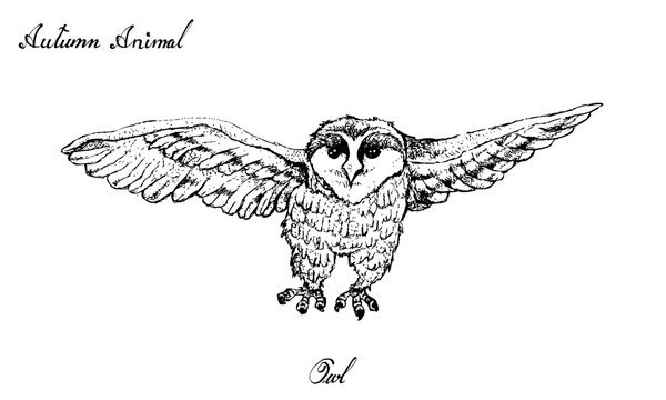 Hand Drawn of Autumn Owl on White Background