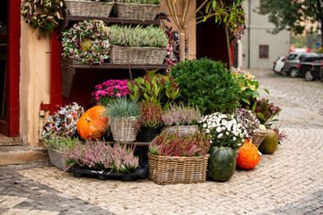 Herbstdekoration mit Kürbissen und Blumen in einem Blumenladen auf einer Straße in einer europäischen Stadt