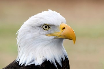 A portrait of an American Bald Eagle.