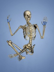 Metacarpus, Human Skeleton, 3D Model