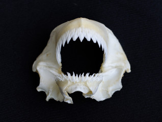 Shark jaw on black background