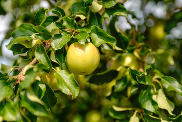 Reifer Apfel