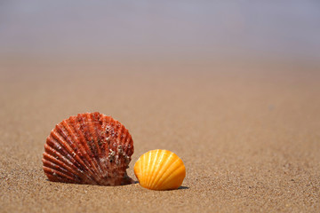 Sea shells on beach sand. Summer Vacation concept.