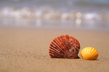 Sea shells on beach sand. Summer  Vacation concept.