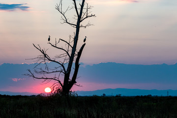 Naklejka premium Two white stork silhouettes, Ciconia ciconia, waiting the end of the day on burnt poplar tree at sunset, Sun visible, colorful summer landscape near Plovdiv, Bulgaria